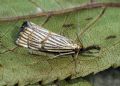 Chrysocrambus cassentiniellus